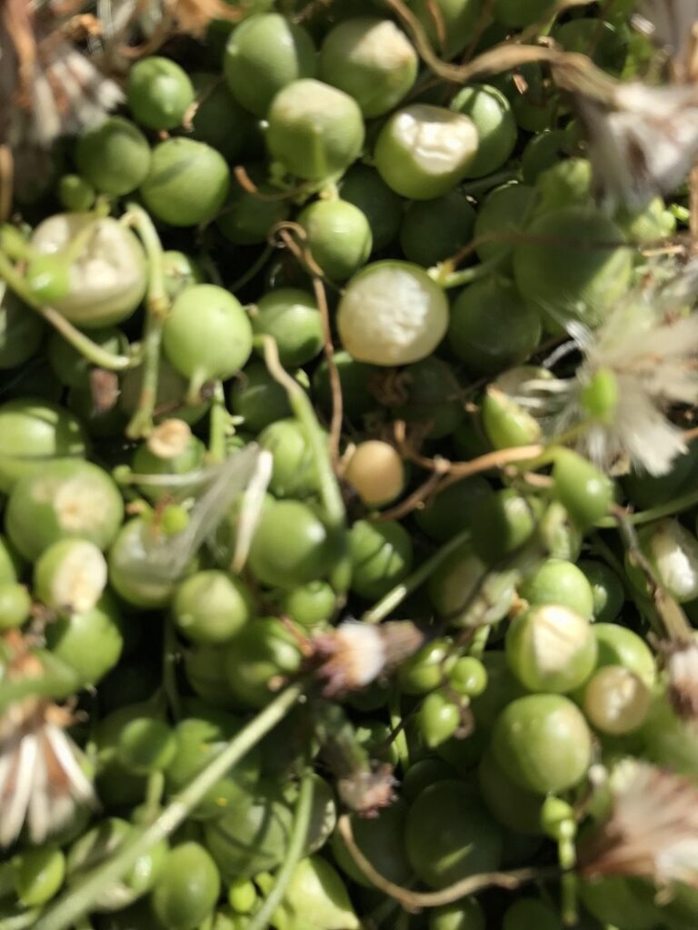 Why Is My String of Pearls Turning White
