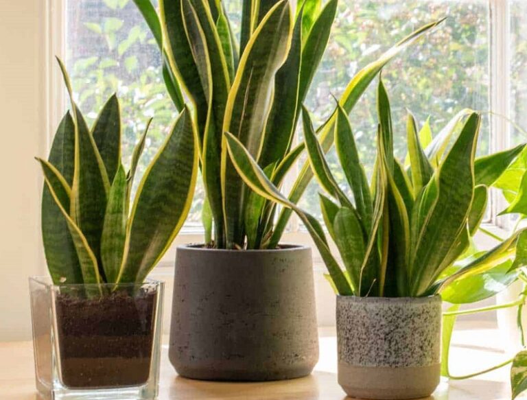 How Often to Water Snake Plant