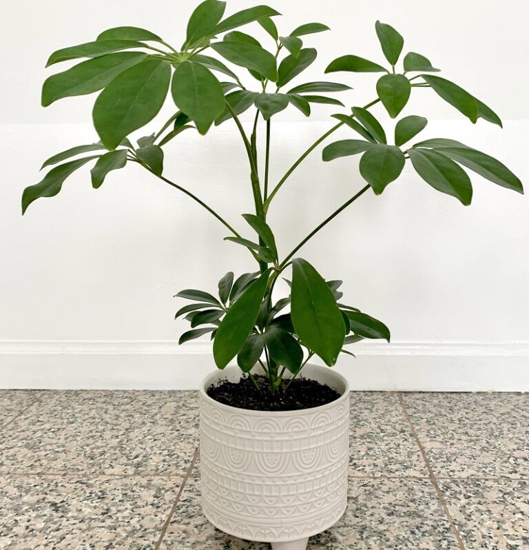 Umbrella plant Propagation