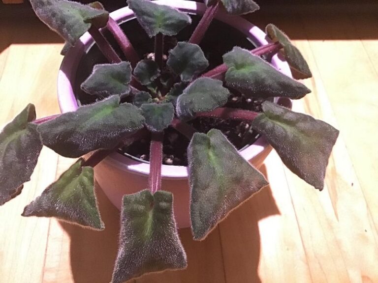 African Violet Leaves Drooping