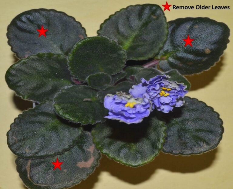 Why Does My African Violet Leaves Have Spots