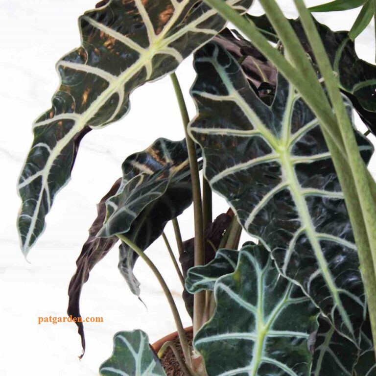 Why Is My African Mask Plant Dying?