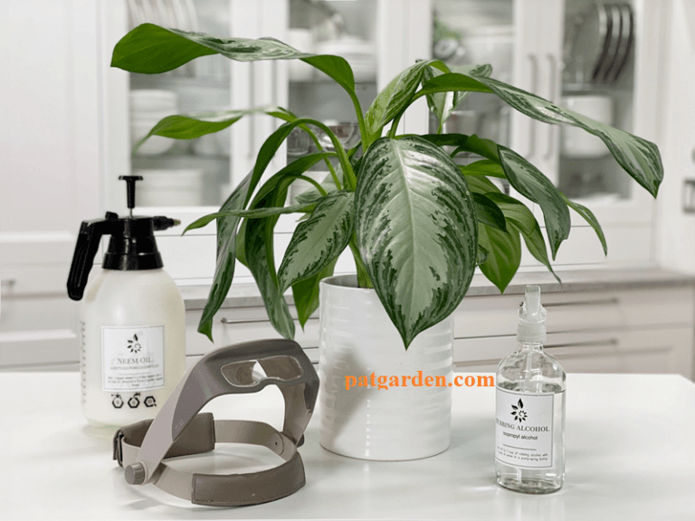 Aglaonema Silver Bay Care