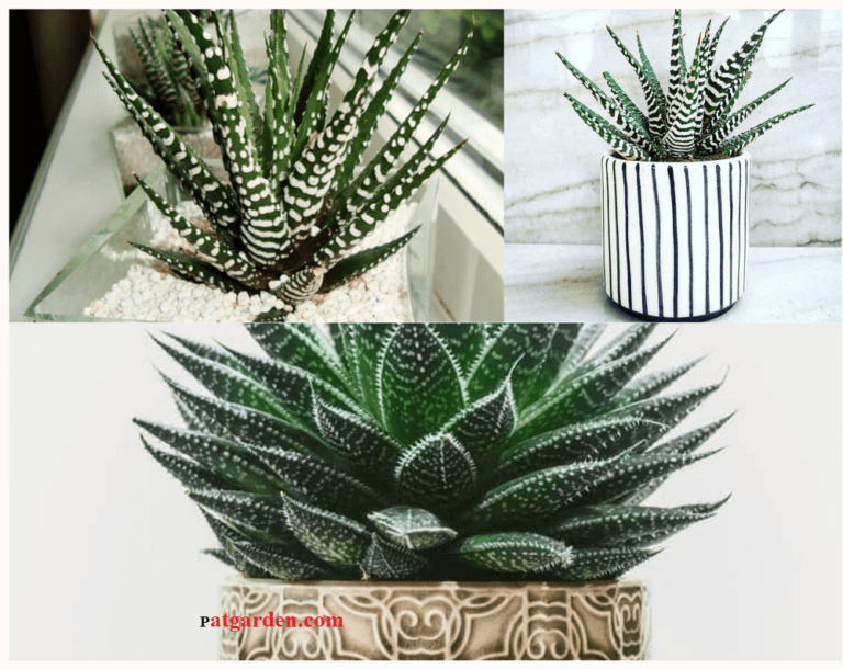 different types of zebra plants