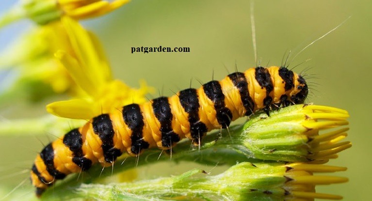 Black and Yellow Caterpillars