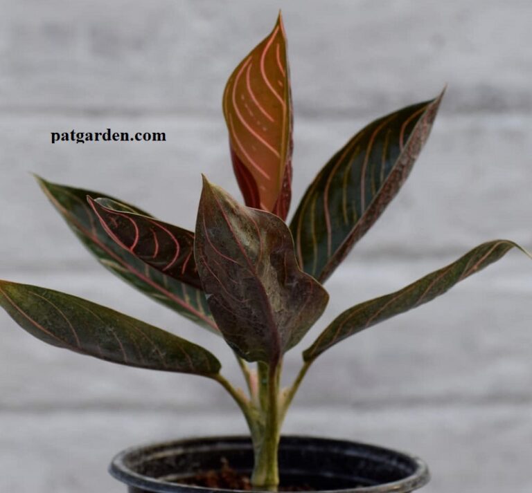 Aglaonema Chocolate Care