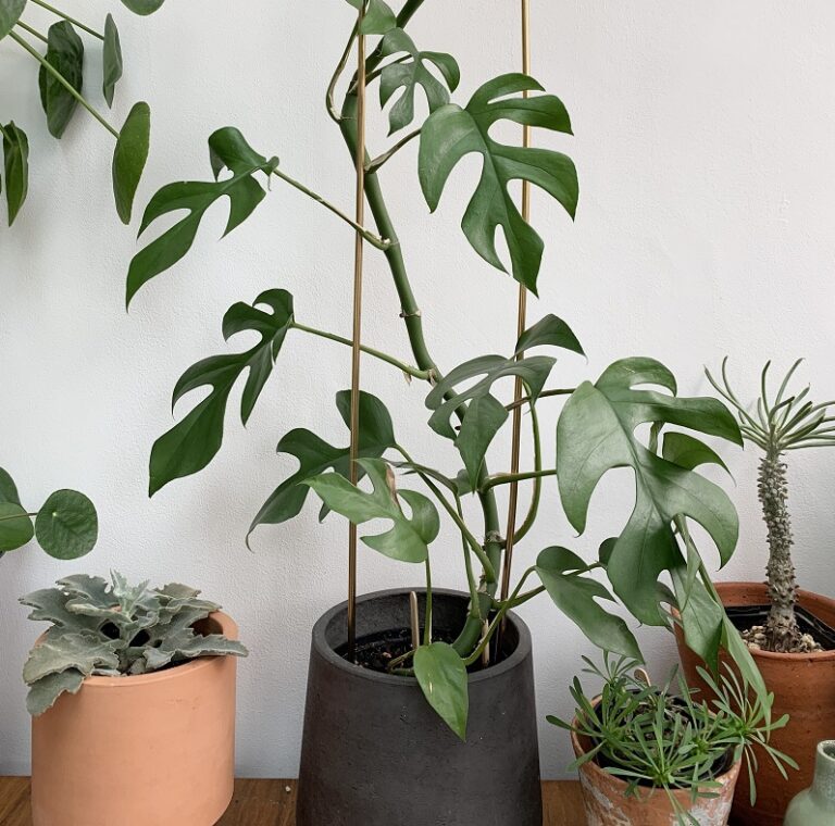 Why Are My Rhaphidophora Leaves Curling?