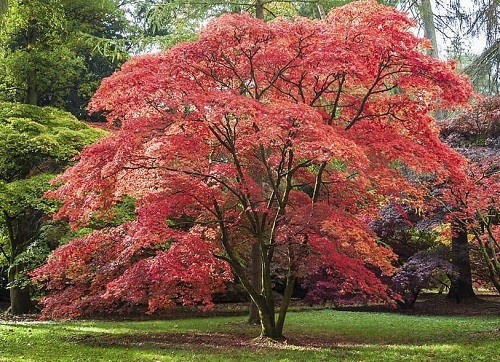 Types of Trees with Helicopter Seeds