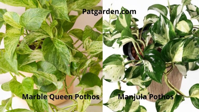 Manjula Pothos Vs Marble Queen