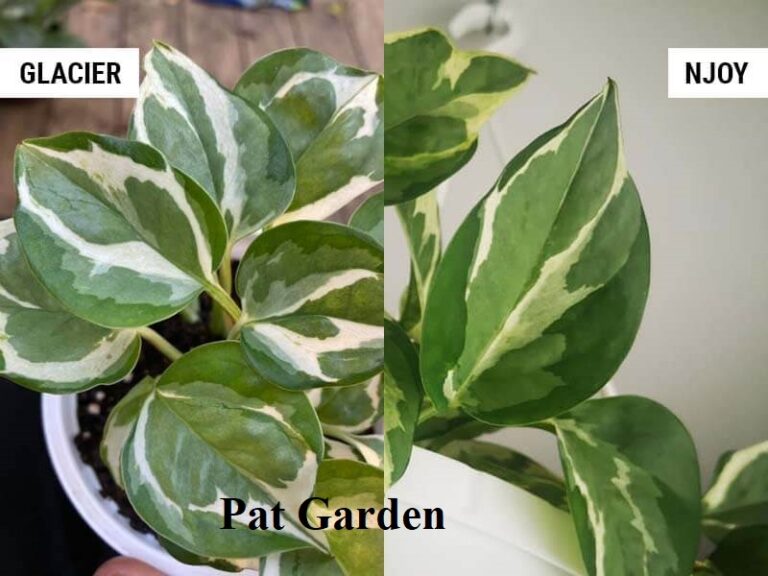 Pothos N Joy Vs Glacier