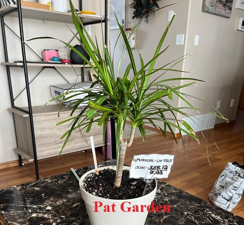 20 Types of Low Light Indoor Trees with Pictures