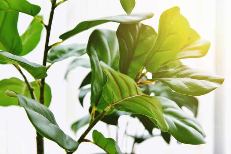 Fiddle Leaf Fig Leaves Drooping (Causes & Solutions)
