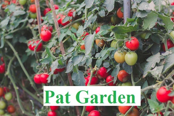 Determinate Vs Indeterminate Tomatoes