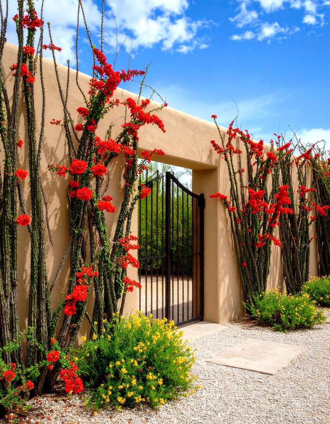 Arizona Backyard Living Ocotillo Privacy Wall - 20 Arizona Backyard Ideas