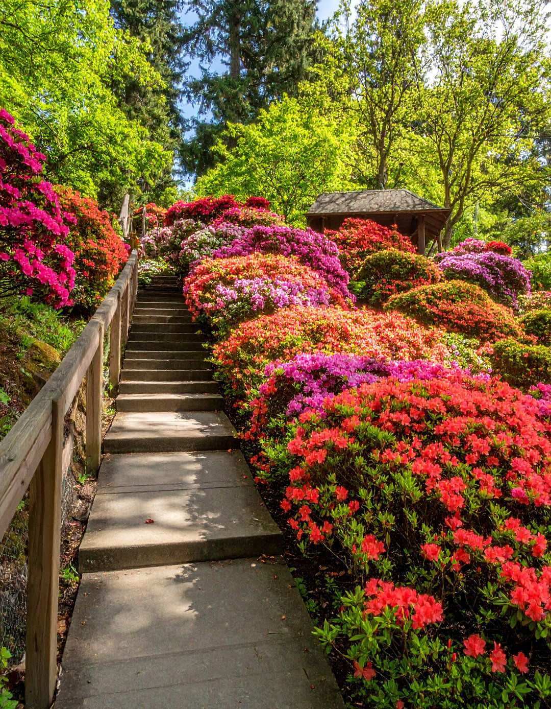 Azalea Erosion Control Bank for Functional Beauty - 20 Azalea Garden Ideas