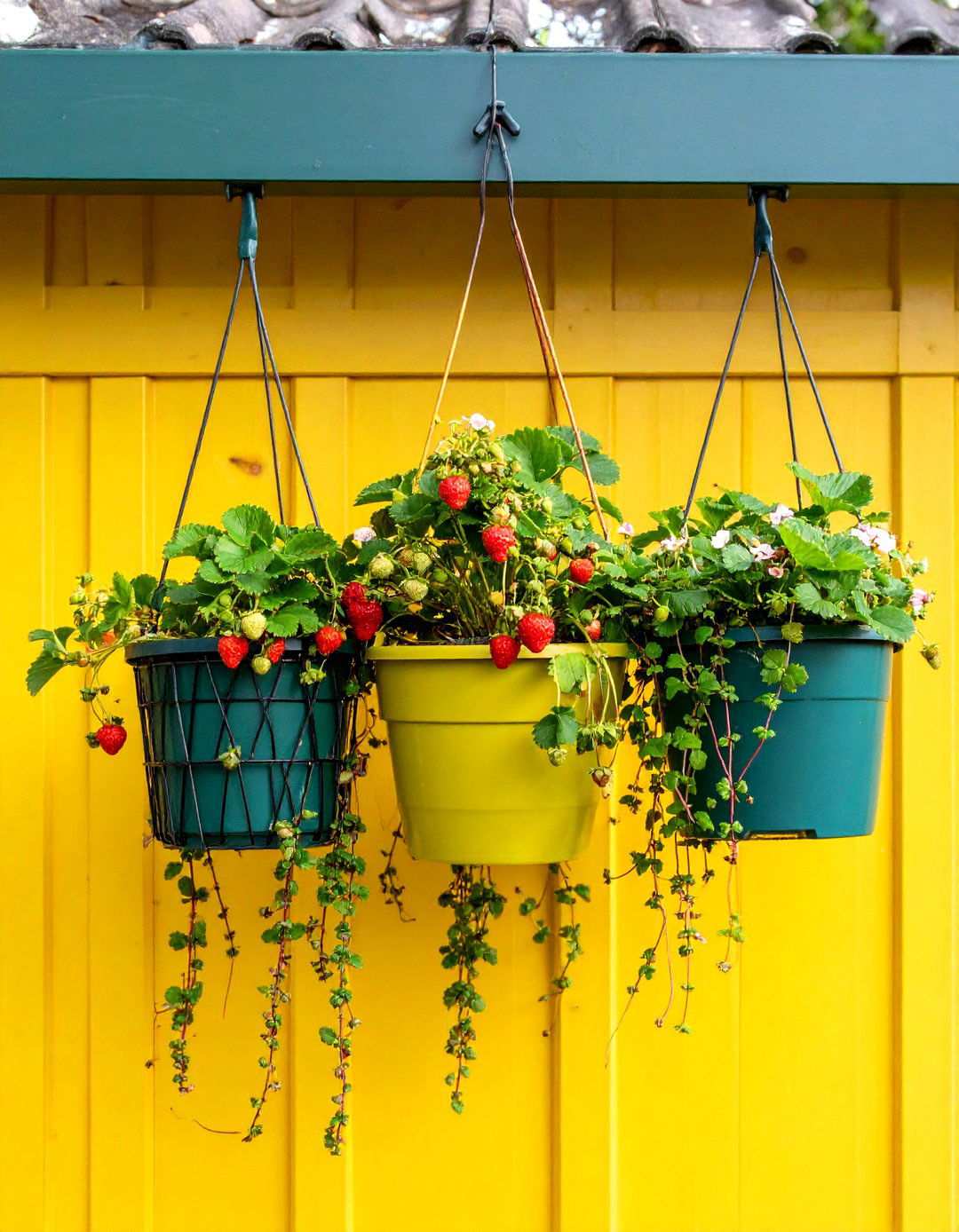 Hanging Basket Display - 20 Strawberry Planter Ideas