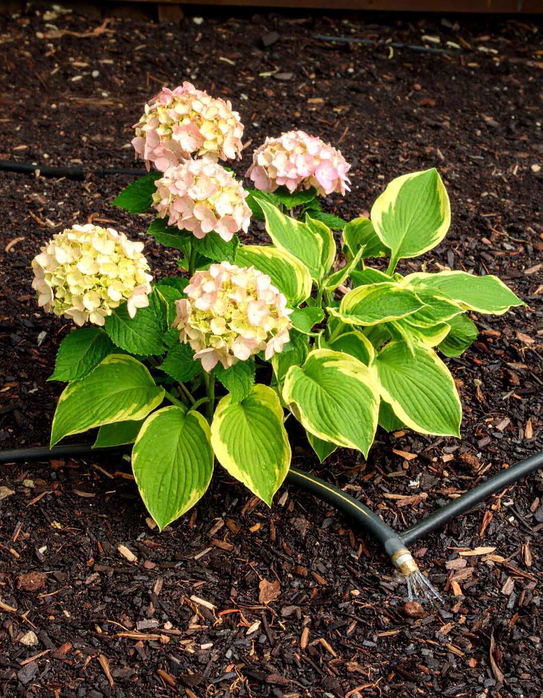 Hydrangeas and Hostas that Pop on Black Mulch - 20 Black Mulch Landscaping Ideas