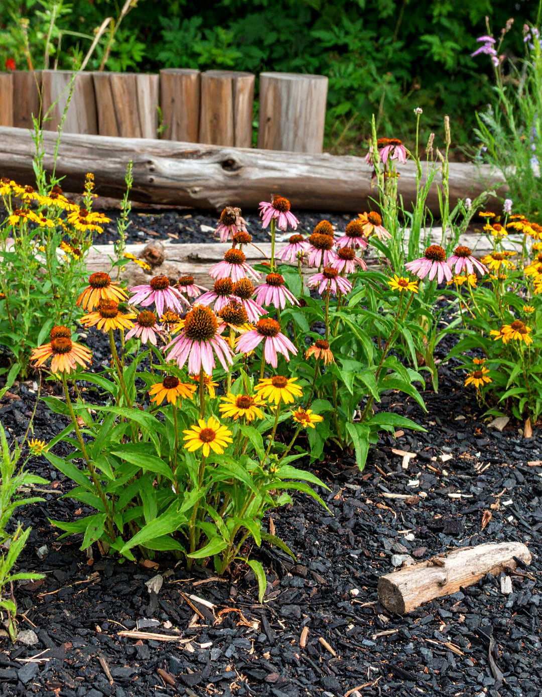 Native Pollinator Patch Wrapped in Black Mulch - 20 Black Mulch Landscaping Ideas